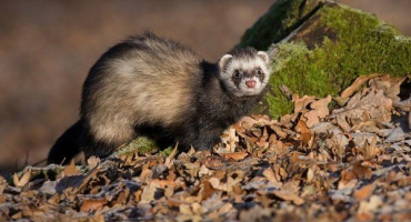 Životnost fretek. Jak zlepšit vitalitu vašeho mazlíčka?